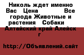 Николь ждет именно Вас › Цена ­ 25 000 - Все города Животные и растения » Собаки   . Алтайский край,Алейск г.